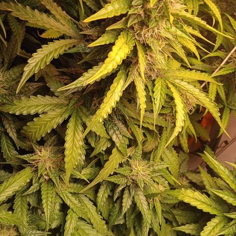 AutoXtreme growlog timeline photo