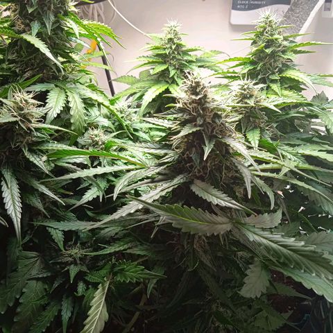 AutoXtreme growlog timeline photo