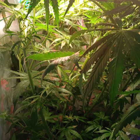 Green Gelato growlog timeline photo