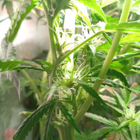 Green Gelato growlog timeline photo