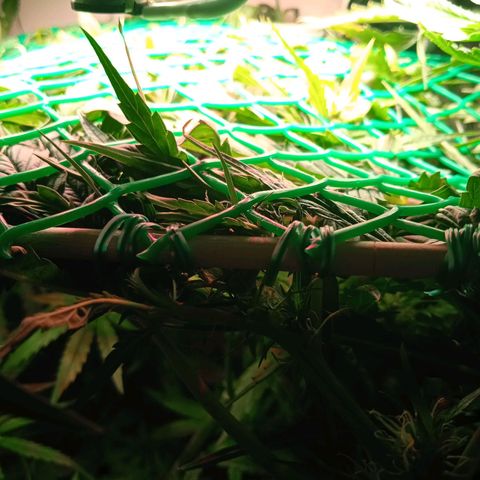 Green Gelato growlog timeline photo