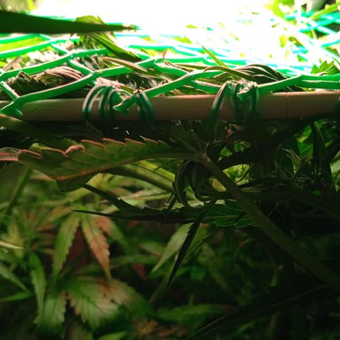 Green Gelato growlog timeline photo