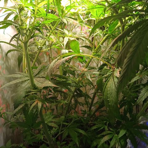 Green Gelato growlog timeline photo