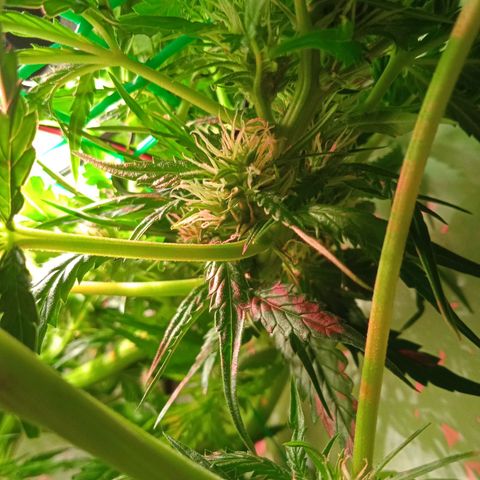 Green Gelato growlog timeline photo