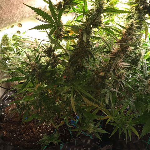 Northern lights Auto growlog timeline photo