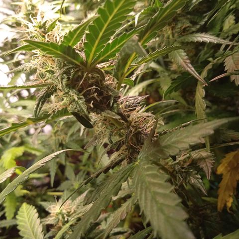 Northern lights Auto growlog timeline photo