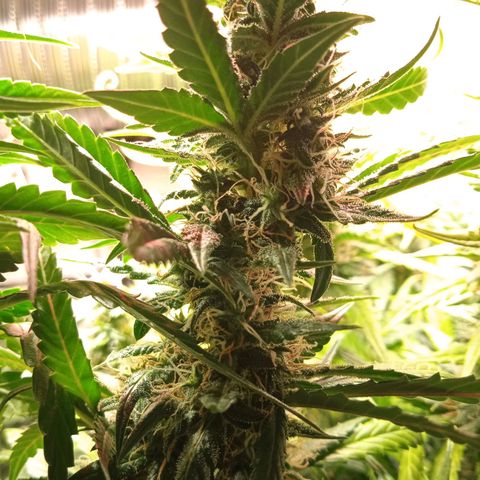 Northern lights Auto growlog timeline photo