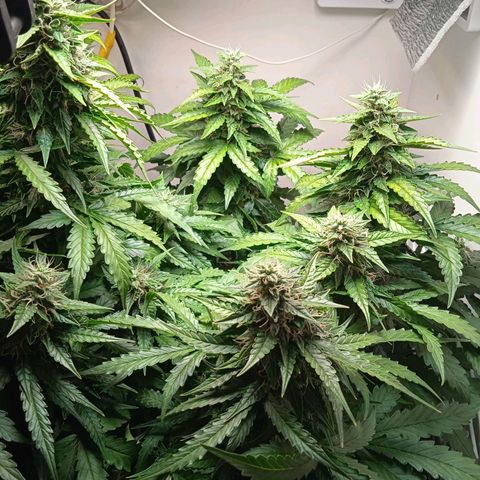 AutoXtreme growlog timeline photo