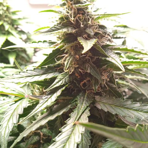AutoXtreme growlog timeline photo