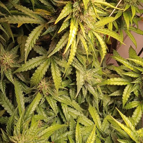 AutoXtreme growlog timeline photo