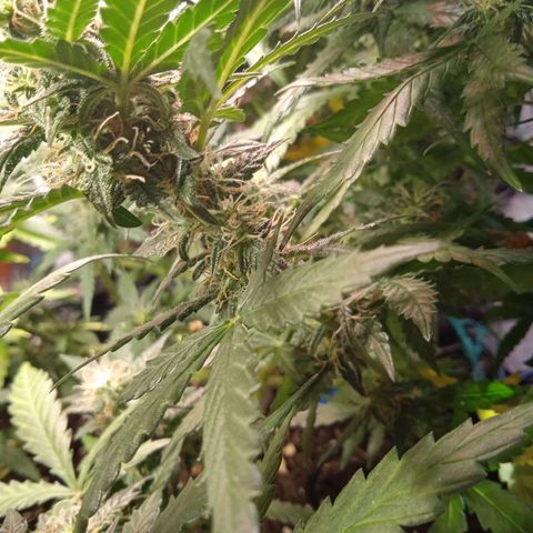 Northern lights Auto growlog timeline photo