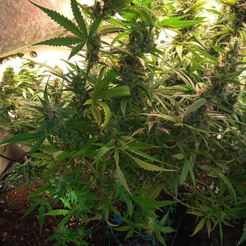 Northern lights Auto growlog timeline photo