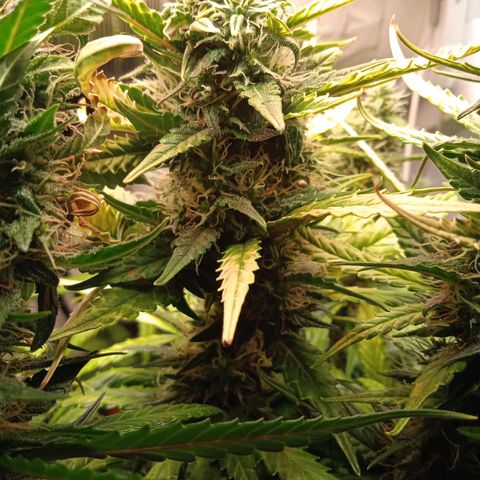 Northern lights Auto growlog timeline photo