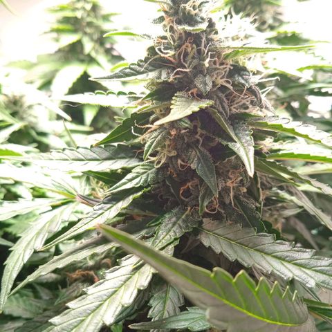 AutoXtreme growlog timeline photo
