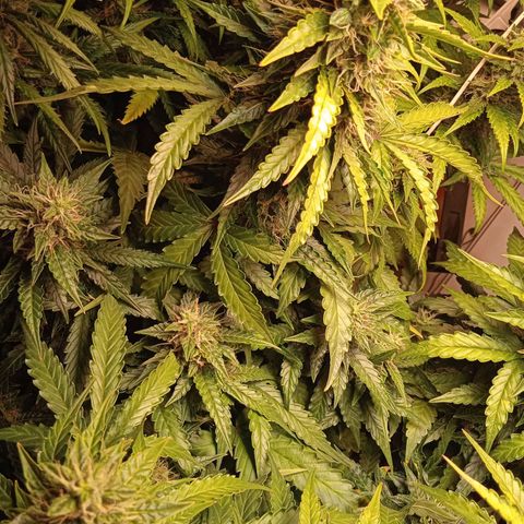 AutoXtreme growlog timeline photo