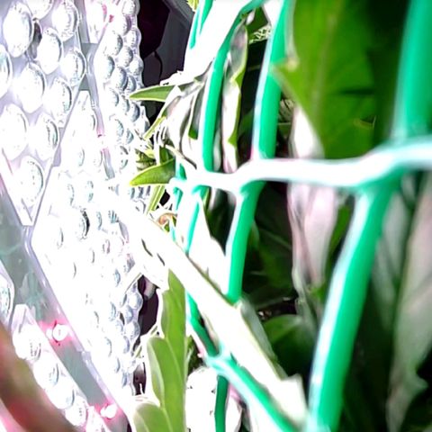 Green Gelato growlog timeline photo
