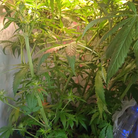Green Gelato growlog timeline photo