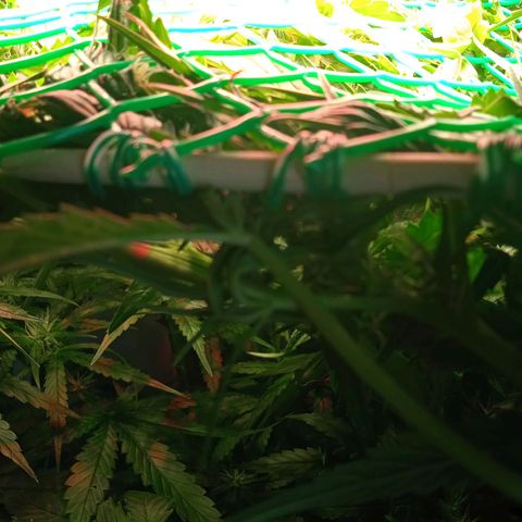 Green Gelato growlog timeline photo