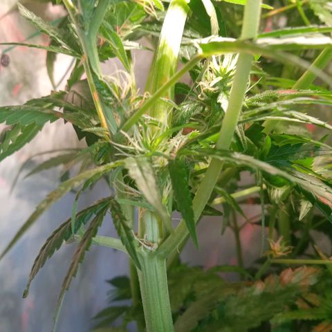Green Gelato growlog timeline photo