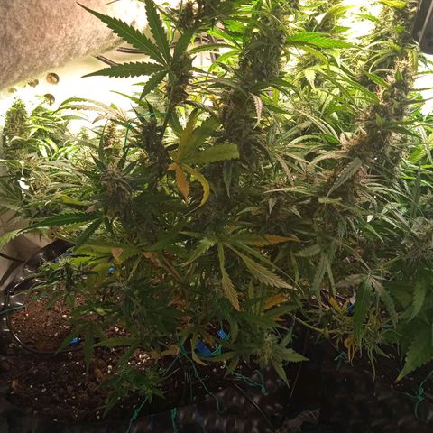 Northern lights Auto growlog timeline photo