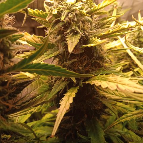 Northern lights Auto growlog timeline photo