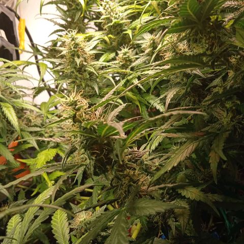 Northern lights Auto growlog timeline photo