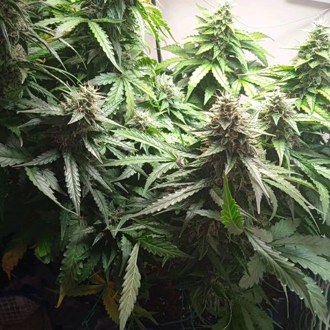 AutoXtreme growlog timeline photo