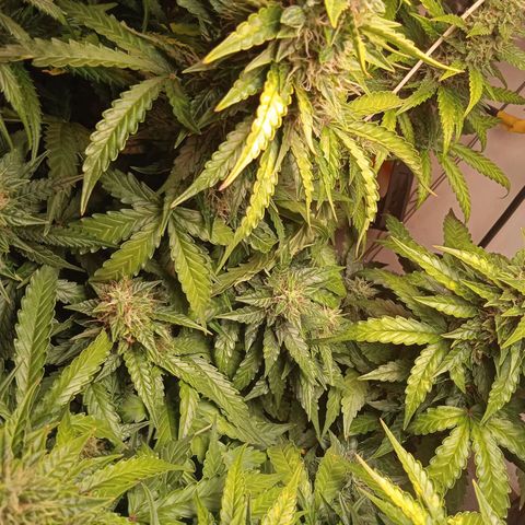 AutoXtreme growlog timeline photo