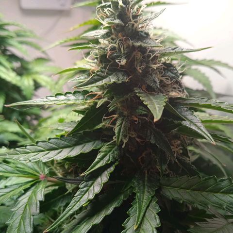 AutoXtreme growlog timeline photo