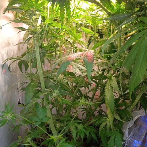 Green Gelato growlog timeline photo