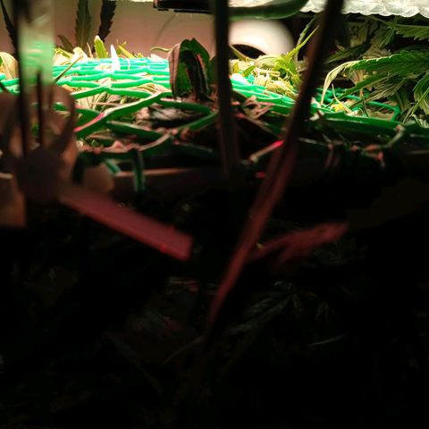 Green Gelato growlog timeline photo
