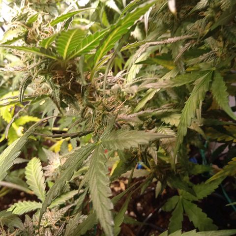 Northern lights Auto growlog timeline photo