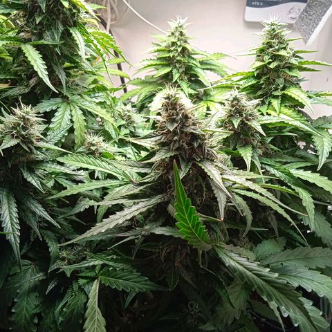 AutoXtreme growlog timeline photo
