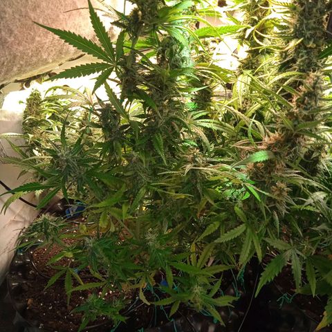 Northern lights Auto growlog timeline photo