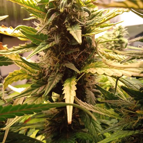 Northern lights Auto growlog timeline photo