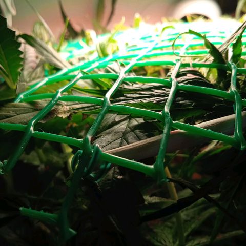 Green Gelato growlog timeline photo