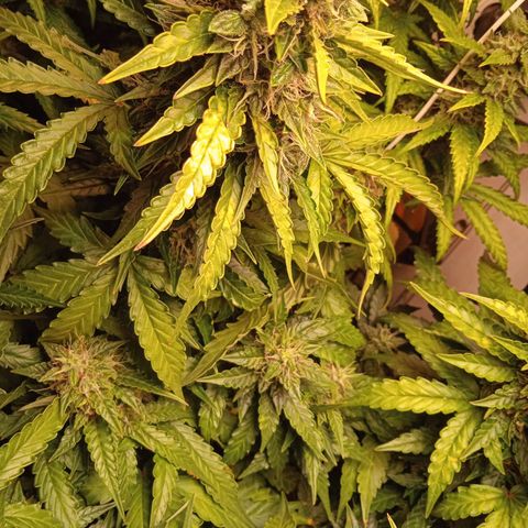 AutoXtreme growlog timeline photo