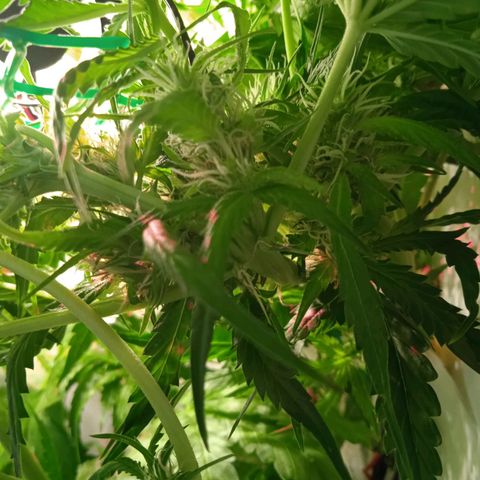 Green Gelato growlog timeline photo