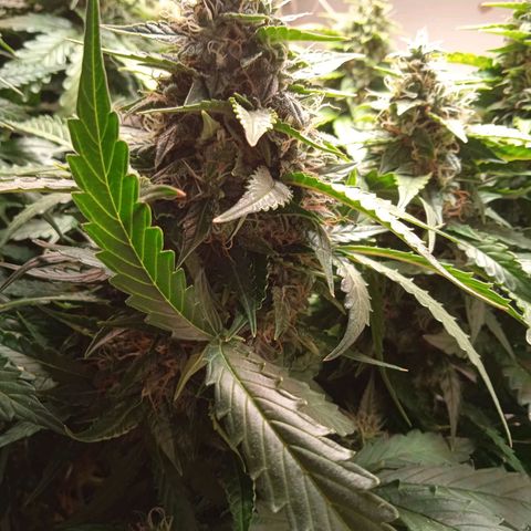 AutoXtreme growlog timeline photo