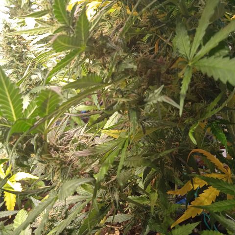Northern lights Auto growlog timeline photo