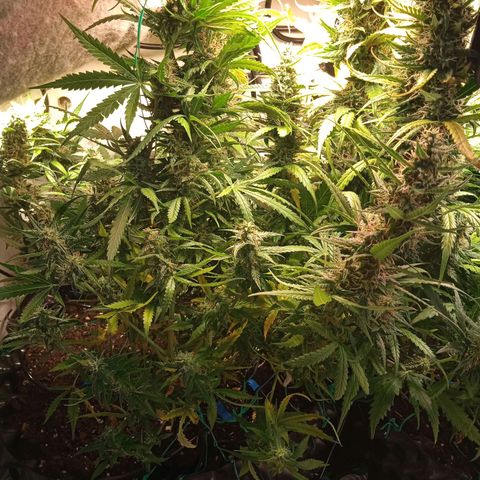 Northern lights Auto growlog timeline photo