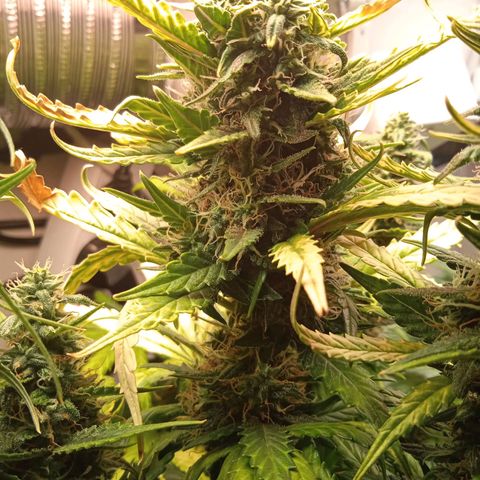 Northern lights Auto growlog timeline photo