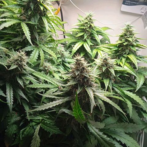 AutoXtreme growlog timeline photo