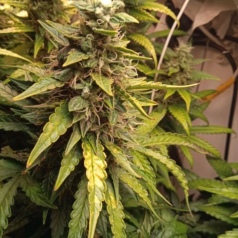 AutoXtreme growlog timeline photo