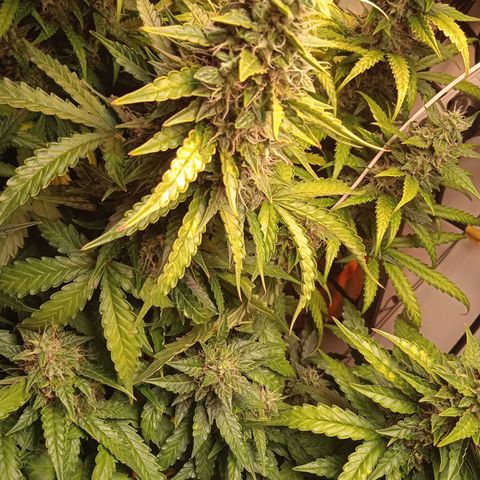 AutoXtreme growlog timeline photo
