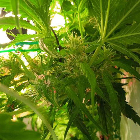 Green Gelato growlog timeline photo