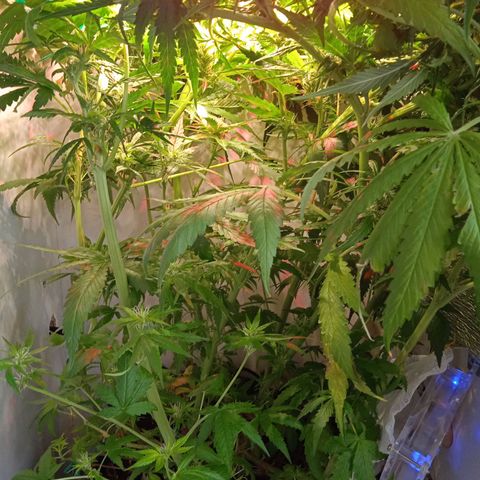 Green Gelato growlog timeline photo