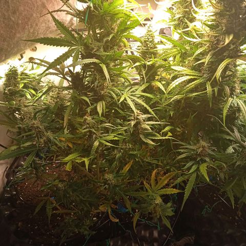 Northern lights Auto growlog timeline photo