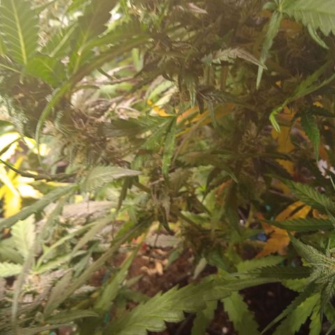 Northern lights Auto growlog timeline photo