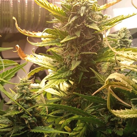 Northern lights Auto growlog timeline photo